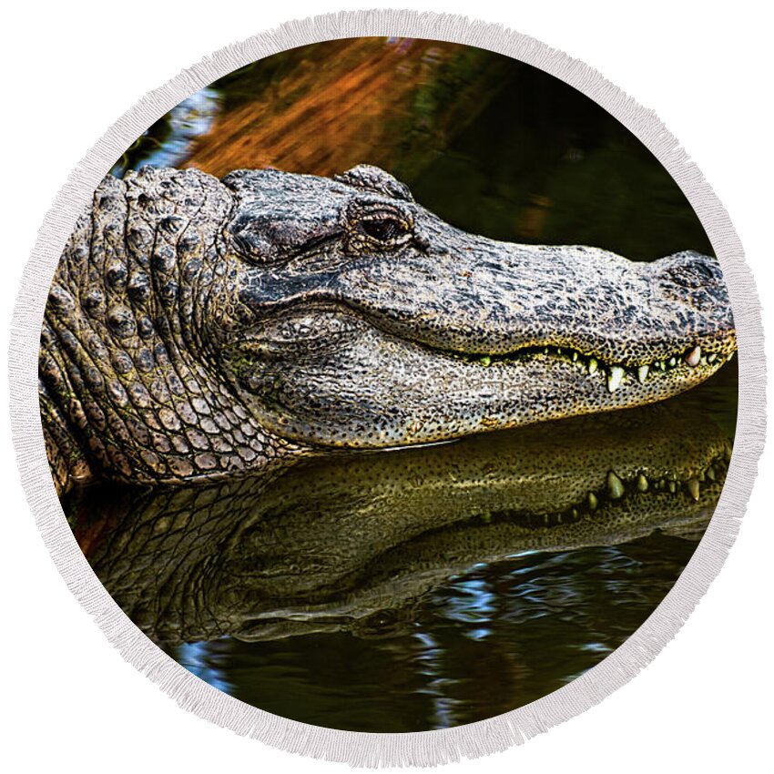 Alligator Round Beach Towel featuring the photograph Lump On A Log by Christopher Holmes