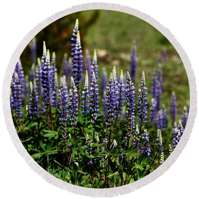 Lupine Round Beach Towel featuring the photograph Lupine in Montana 2 by Whispering Peaks Photography