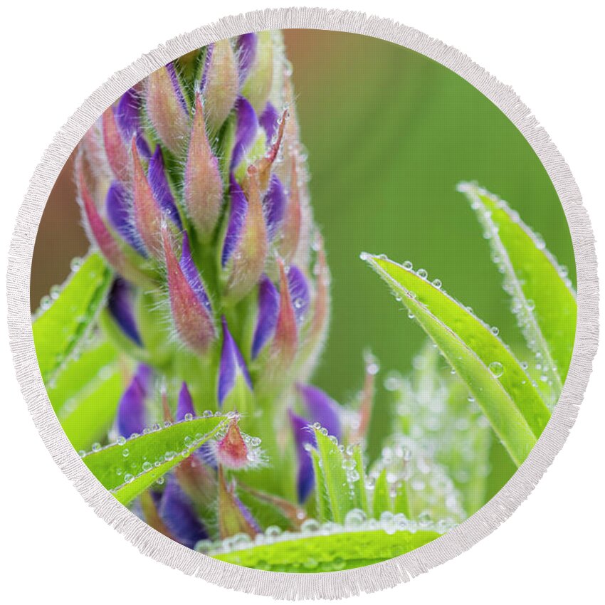 Flowers Round Beach Towel featuring the photograph Lupine in the Mist by Robert Potts