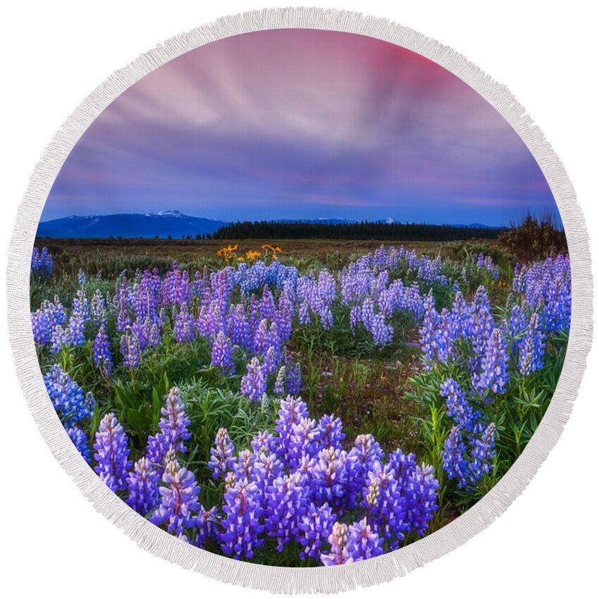 Wildflowers Round Beach Towel featuring the photograph Lupine Morning by Darren White