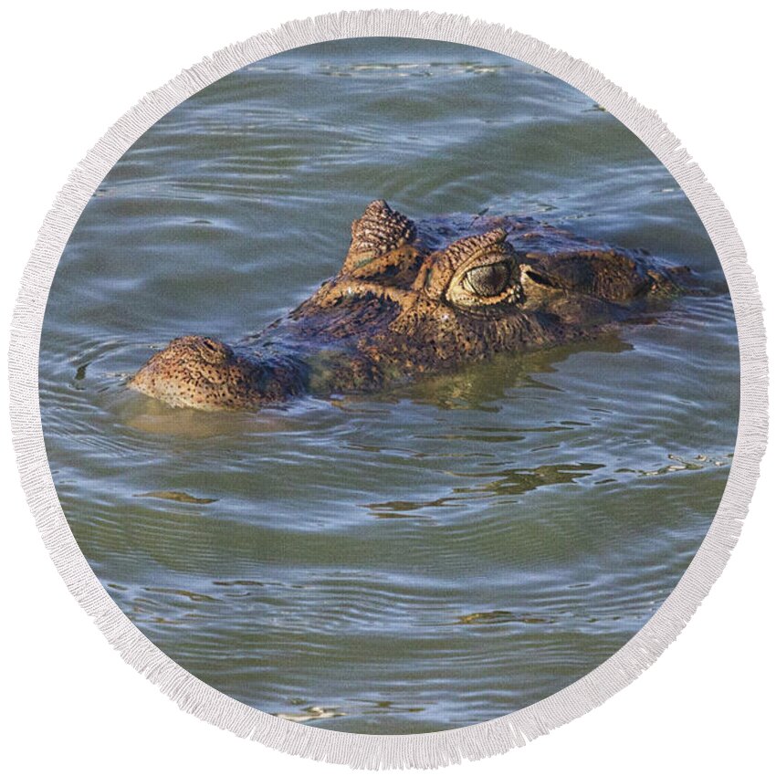 Caiman Round Beach Towel featuring the photograph Lurking by Bob Hislop