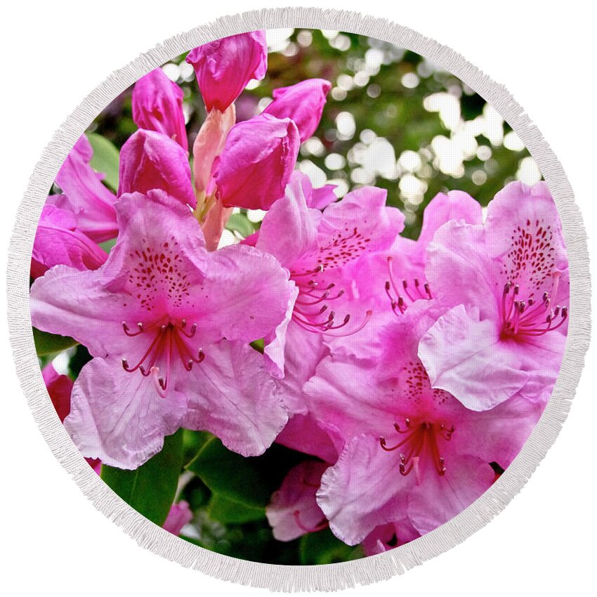 Lush Round Beach Towel featuring the photograph Lush spring of the pink rhododendrons. by Elena Perelman