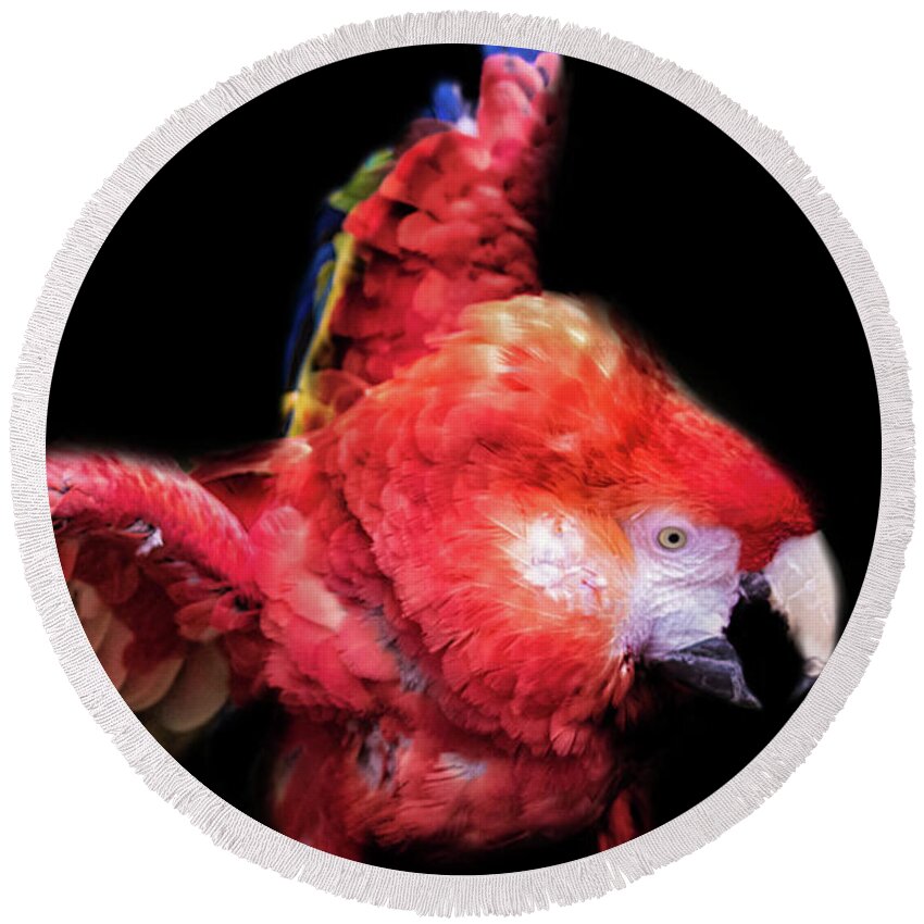 Bird Round Beach Towel featuring the photograph Macaw by Martin Newman