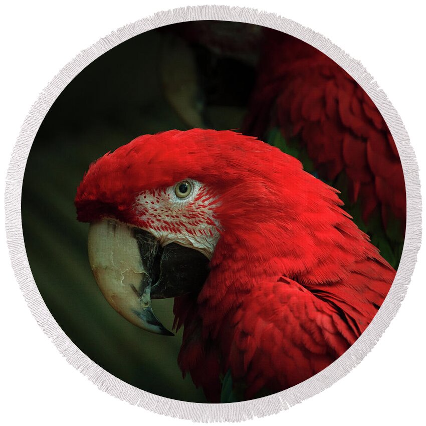 Brookfield Zoo Round Beach Towel featuring the photograph Macaw Portrait by Joni Eskridge