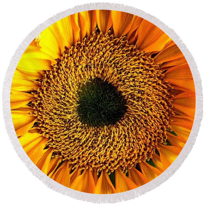 Beautiful Round Beach Towel featuring the photograph Macro Monday! How Gorgeous Is This by Cassandra M Photographer