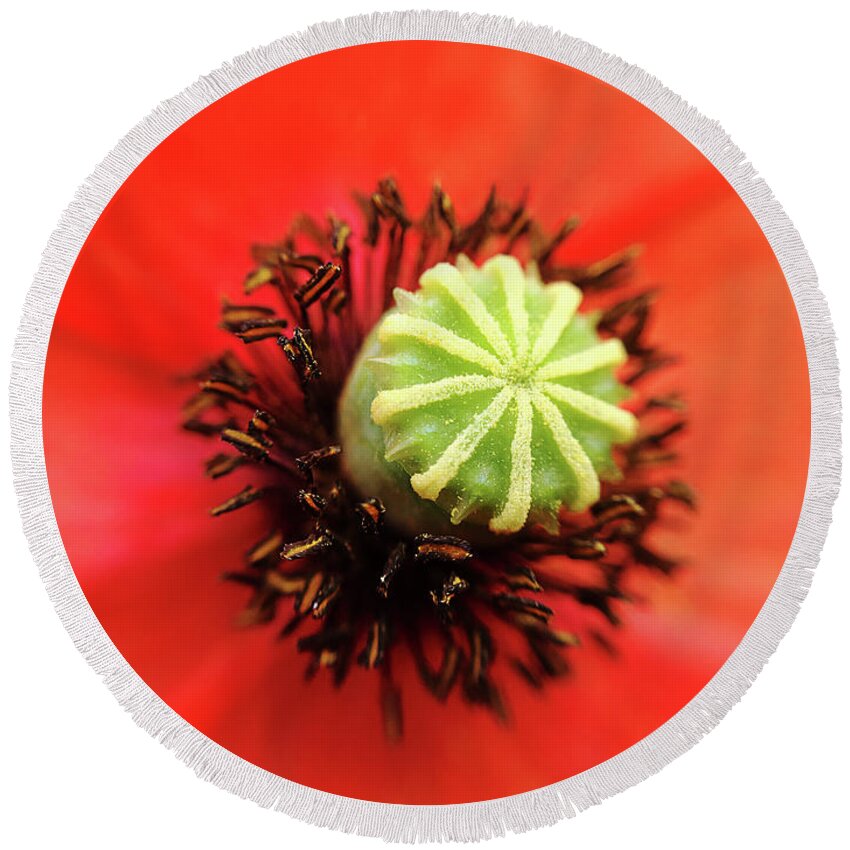 Poppy Round Beach Towel featuring the photograph Macro poppy by Paulo Goncalves
