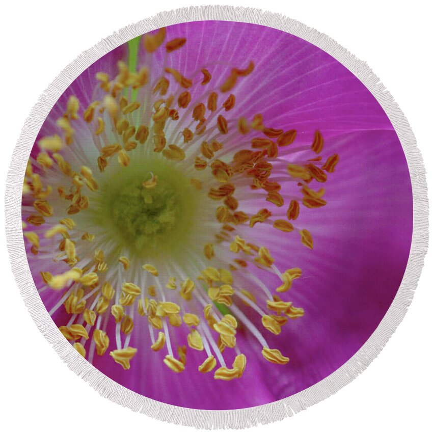  Round Beach Towel featuring the photograph Macro Rosehip Bloom by Stephen Melia