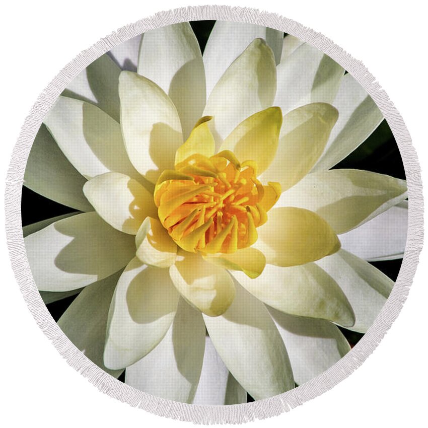 Water Lily Round Beach Towel featuring the photograph Macro Water Lily by Don Johnson