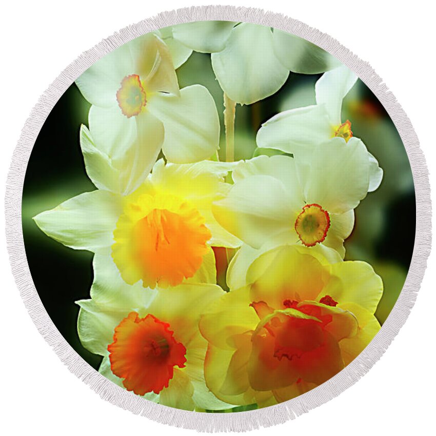 Daffodils Round Beach Towel featuring the photograph MAGIC of DAFFODILS. by Alexander Vinogradov