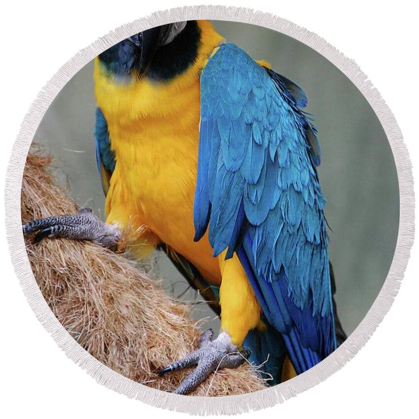 Blue And Yellow Macaw Round Beach Towel featuring the photograph Magnificent Macaw by DigiArt Diaries by Vicky B Fuller