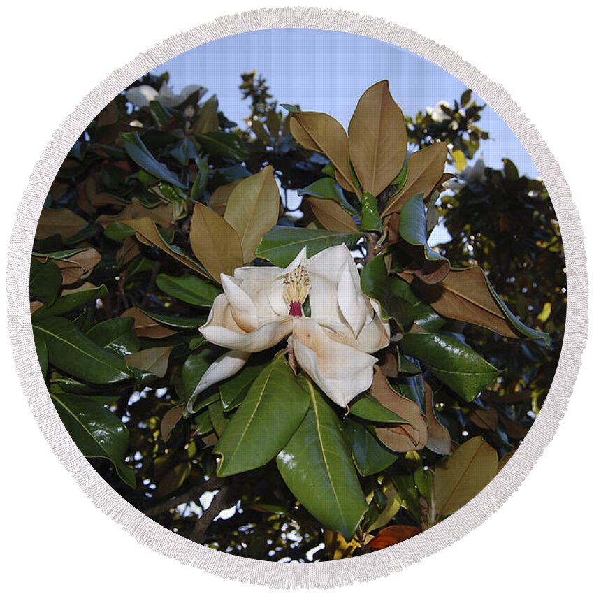 Magnolia Round Beach Towel featuring the photograph Magnolia by Amber Flowers