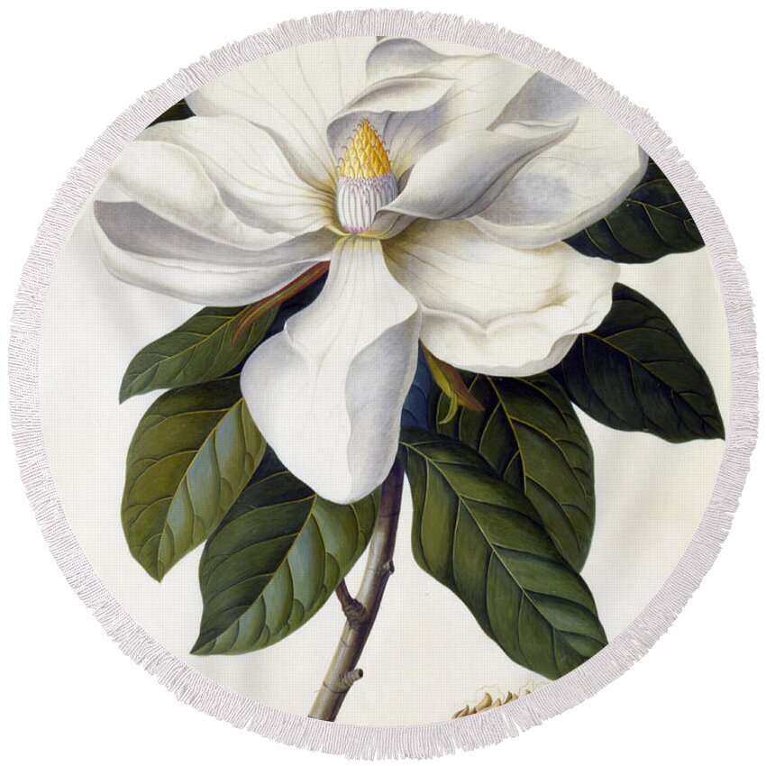 #faatoppicks Round Beach Towel featuring the painting Magnolia grandiflora by Georg Dionysius Ehret