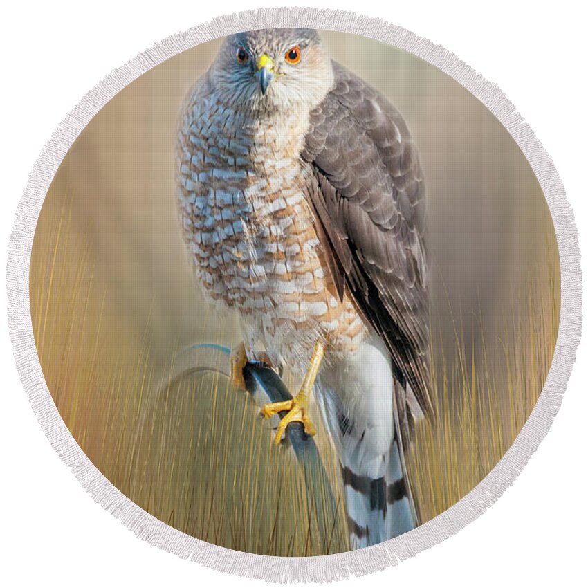 Hawk Round Beach Towel featuring the photograph Majestic by Cathy Kovarik