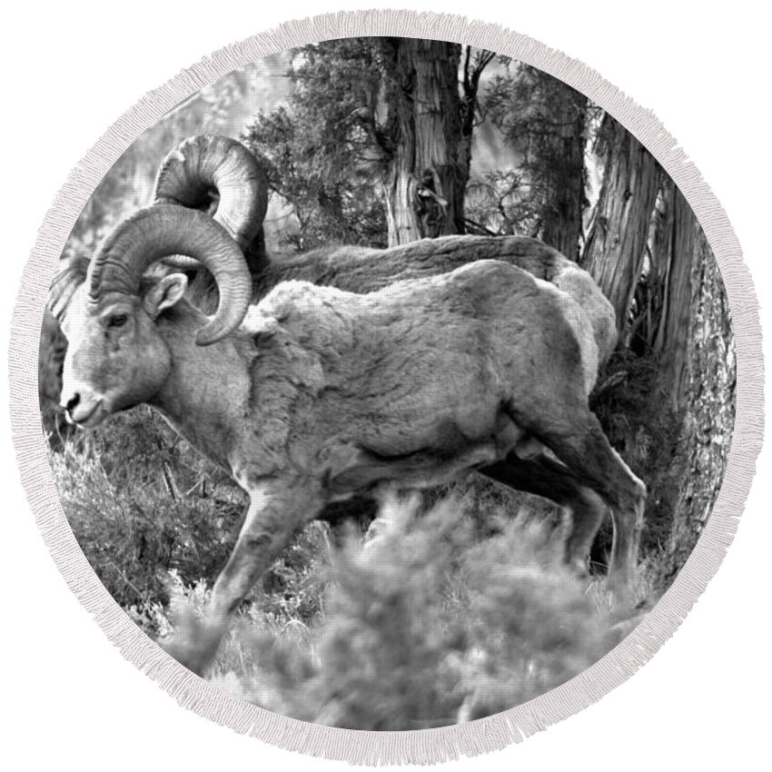 Bighorn Round Beach Towel featuring the photograph Majestic In The Cliffs Of Lamar Valley Black And White by Adam Jewell