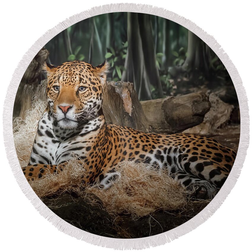 #faatoppicks Round Beach Towel featuring the photograph Majestic Leopard by Scott Norris