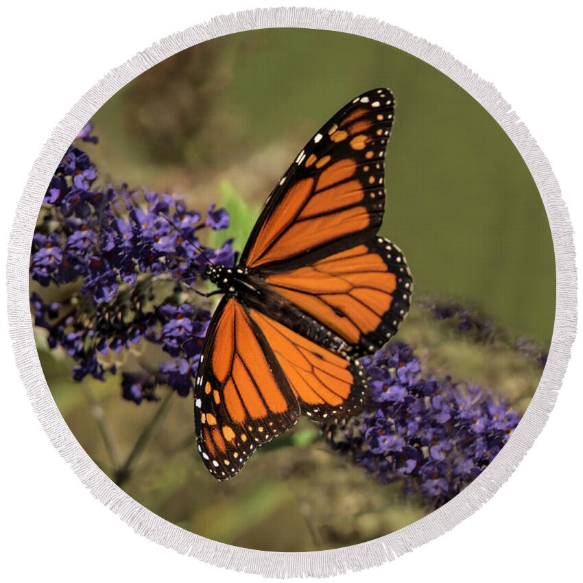 Butterfly Round Beach Towel featuring the photograph Majestic Male by Judy Wolinsky