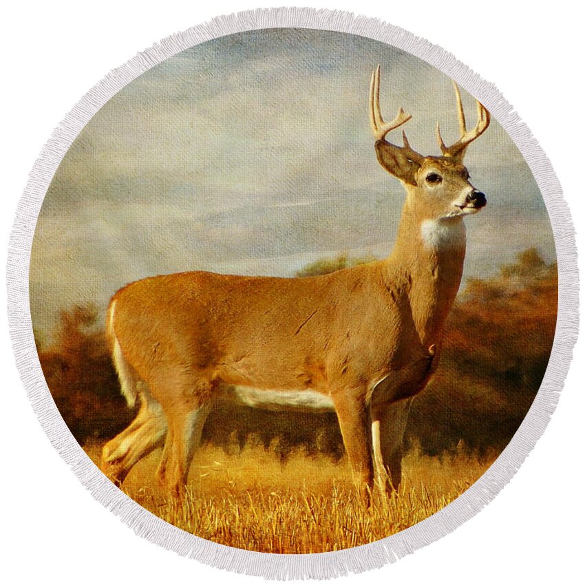 Deer Round Beach Towel featuring the photograph Majestic Pose by Blair Wainman