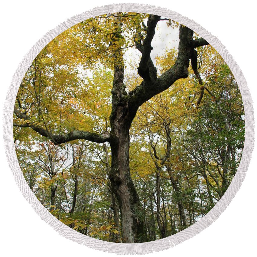 Tree Round Beach Towel featuring the photograph Majestic Tree by Allen Nice-Webb