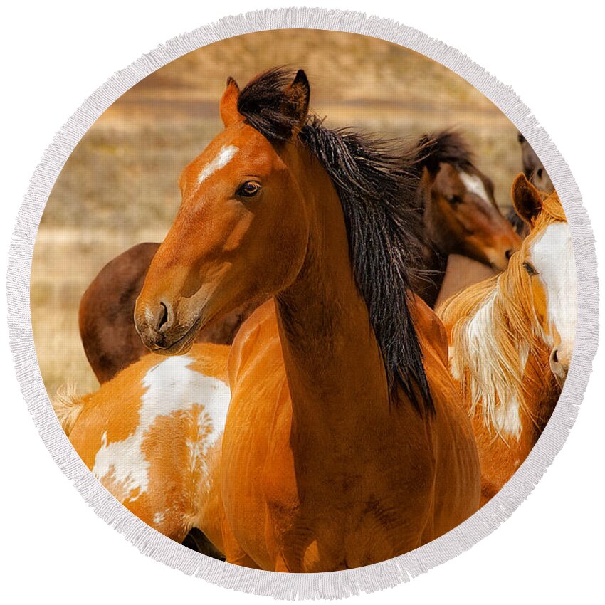 Majestic Wild Stallion With Herd On Navajo Indian Reservation In New Mexico Fine Art Nature Print Round Beach Towel featuring the photograph Majestic Wild Stallion by Jerry Cowart