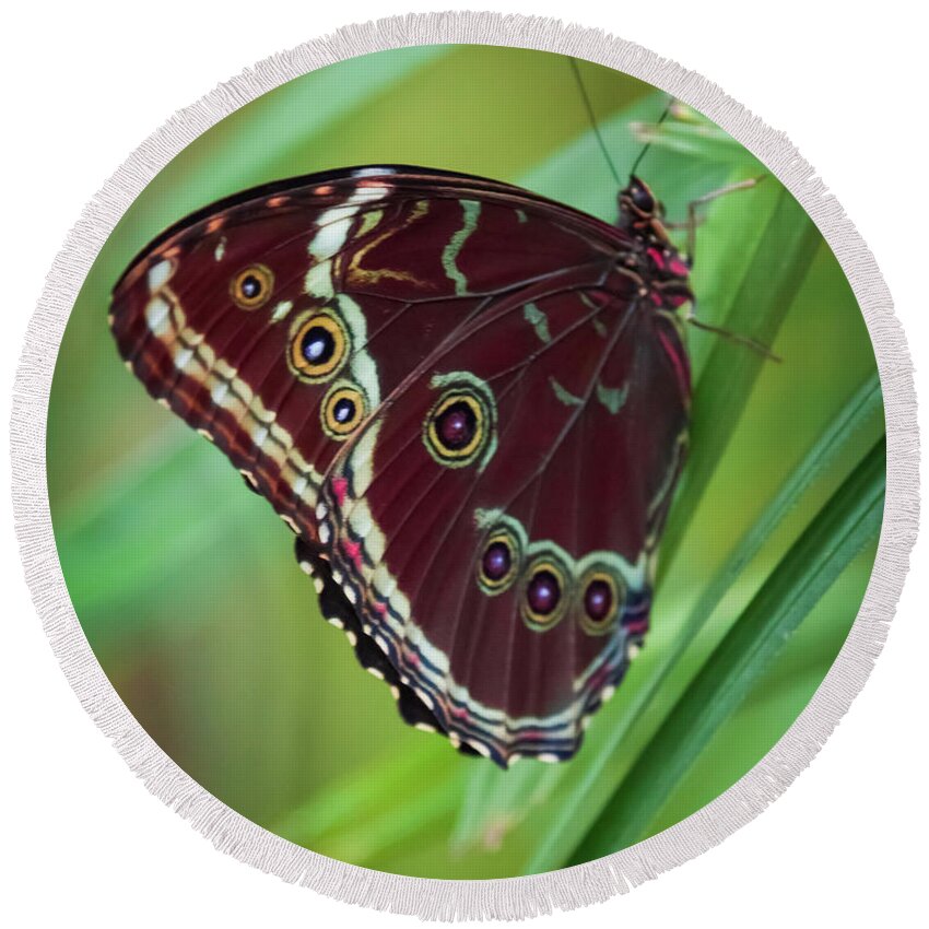 Gorgeous Butterflies Round Beach Towel featuring the photograph MAJESTY of NATURE by Karen Wiles
