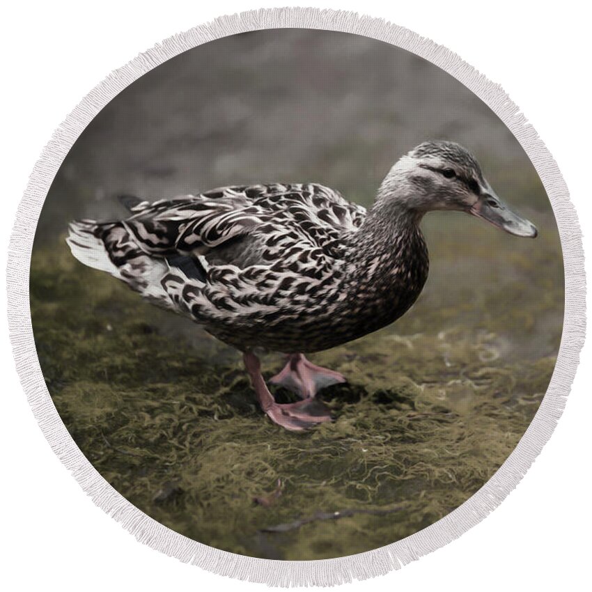 Birds Round Beach Towel featuring the photograph Malard,Duckling by Sal Ahmed