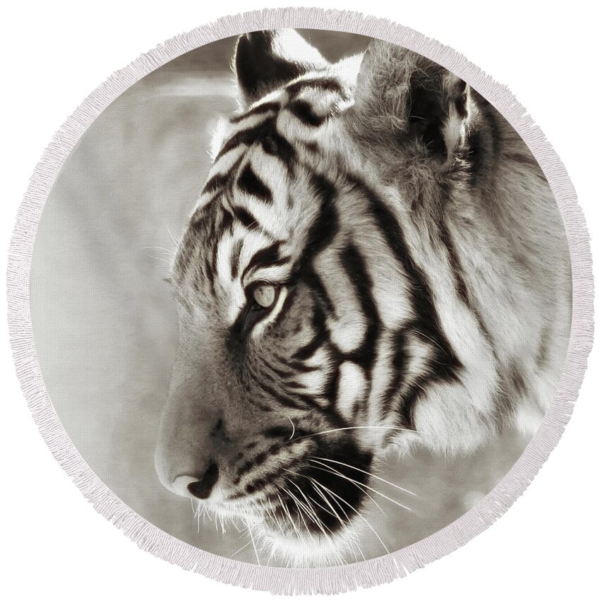 Felines Round Beach Towel featuring the photograph Malayan Tiger by Elaine Malott