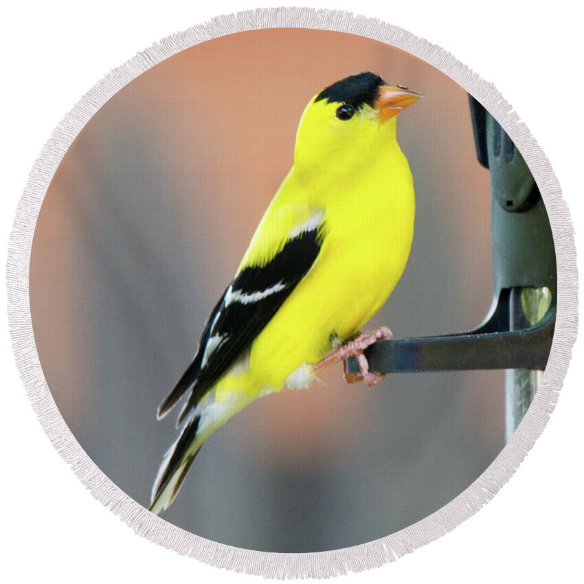 American Goldfinch Round Beach Towel featuring the photograph Male American Goldfinch by Tim Kathka