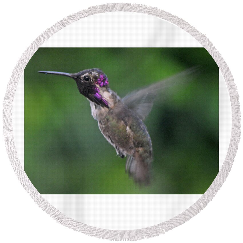 In Flight Round Beach Towel featuring the photograph Male Anna's Hummingbird In Flight by Jay Milo
