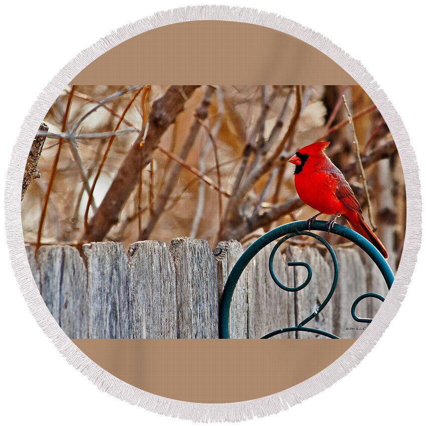 Cardinal Round Beach Towel featuring the photograph Male Cardinal by Ed Peterson