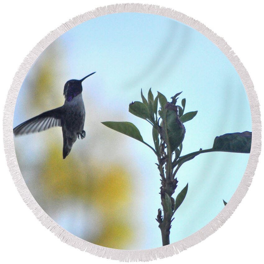Animal Round Beach Towel featuring the photograph Male Costa's Hummingbird Checking The Avocado Tree by Jay Milo