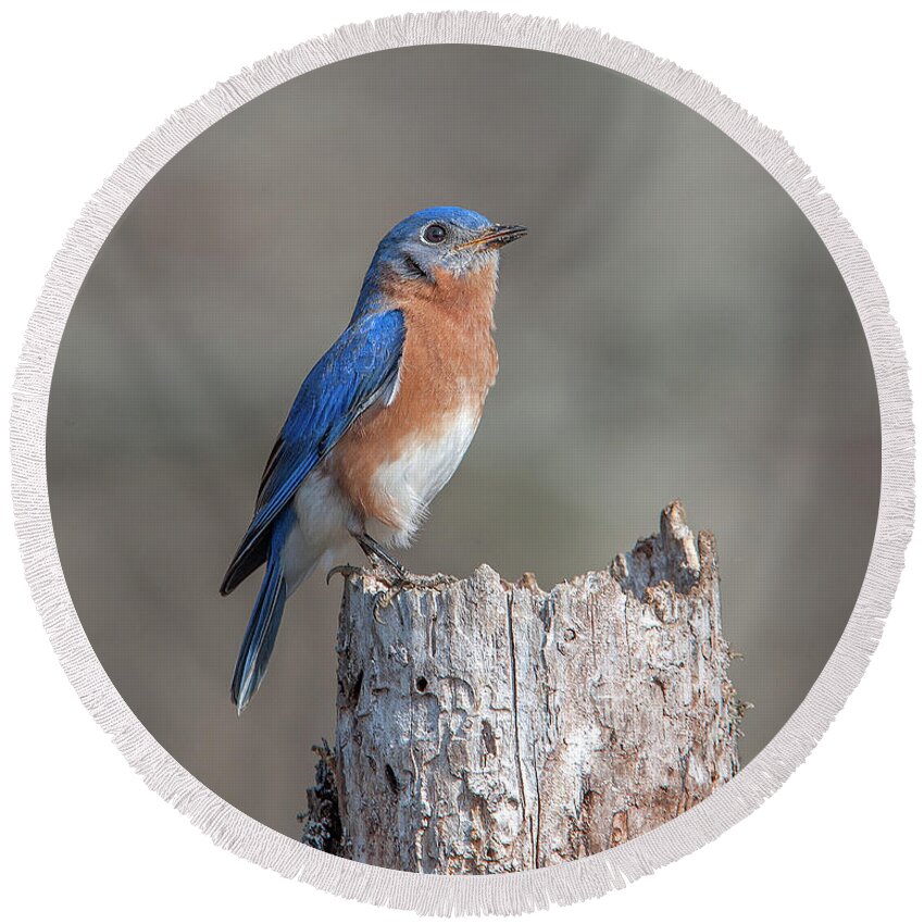 Nature Round Beach Towel featuring the photograph Male Eastern Bluebird Singing DSB0287 by Gerry Gantt