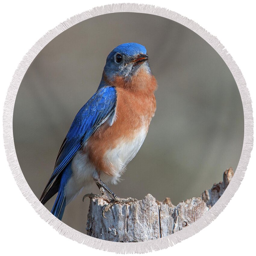 Nature Round Beach Towel featuring the photograph Male Eastern Bluebird Singing DSB0288 by Gerry Gantt