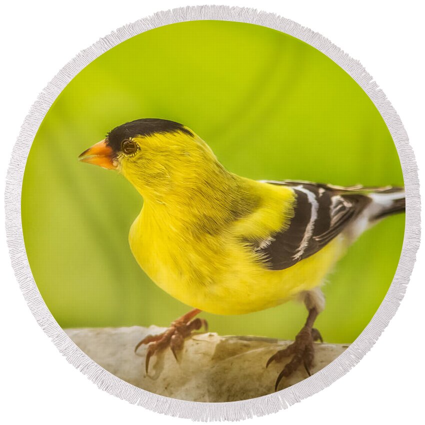 Animals Round Beach Towel featuring the photograph Male Goldfinch by Rikk Flohr