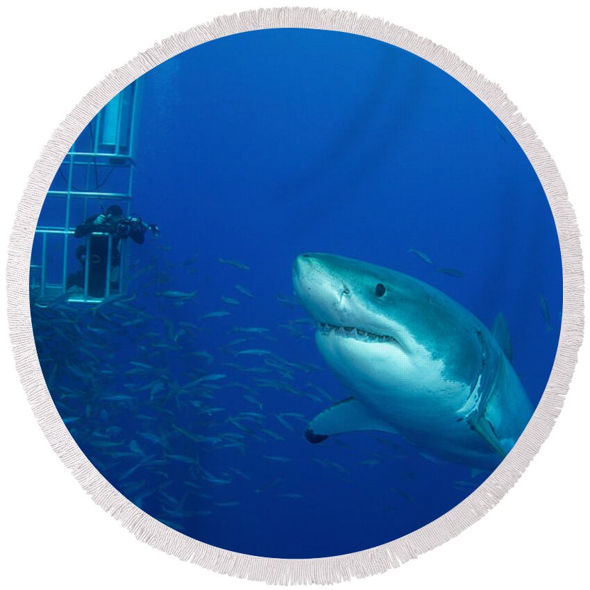 Carcharodon Carcharias Round Beach Towel featuring the photograph Male Great White Shark And Divers by Todd Winner