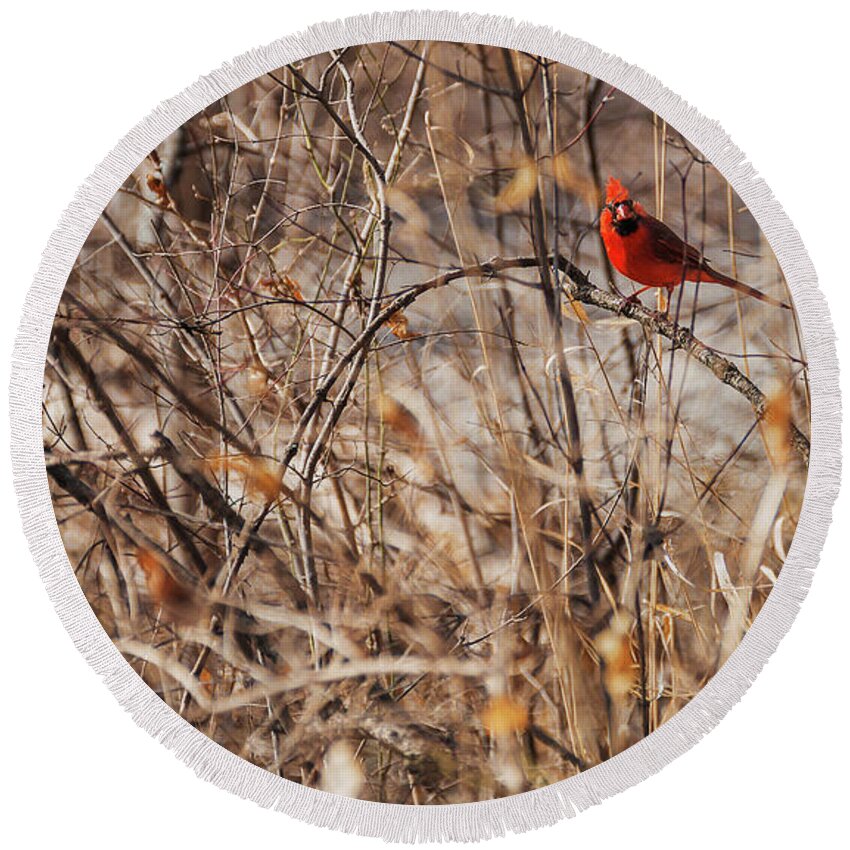 Heron Heaven Round Beach Towel featuring the photograph Male Northern Cardinal by Ed Peterson