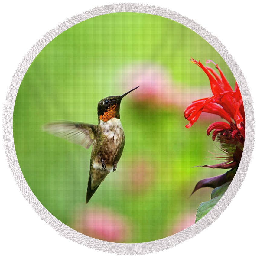 Hummingbird Round Beach Towel featuring the photograph Male Ruby-Throated Hummingbird Hovering Near Flowers by Christina Rollo