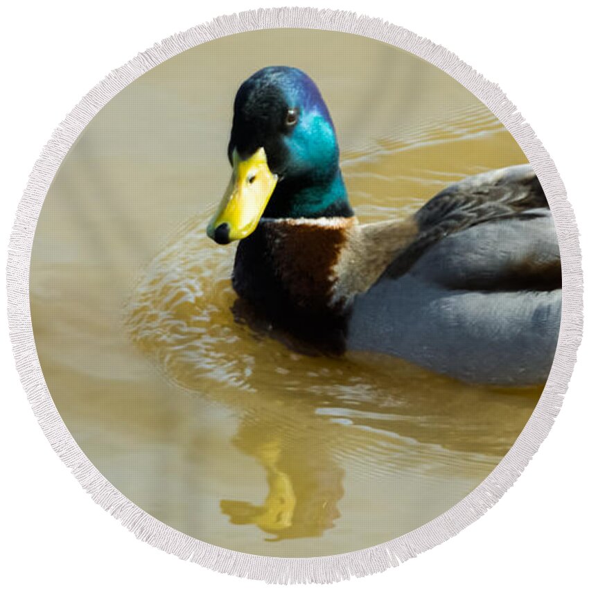 Mallard Round Beach Towel featuring the photograph Mallard on the River by Holden The Moment
