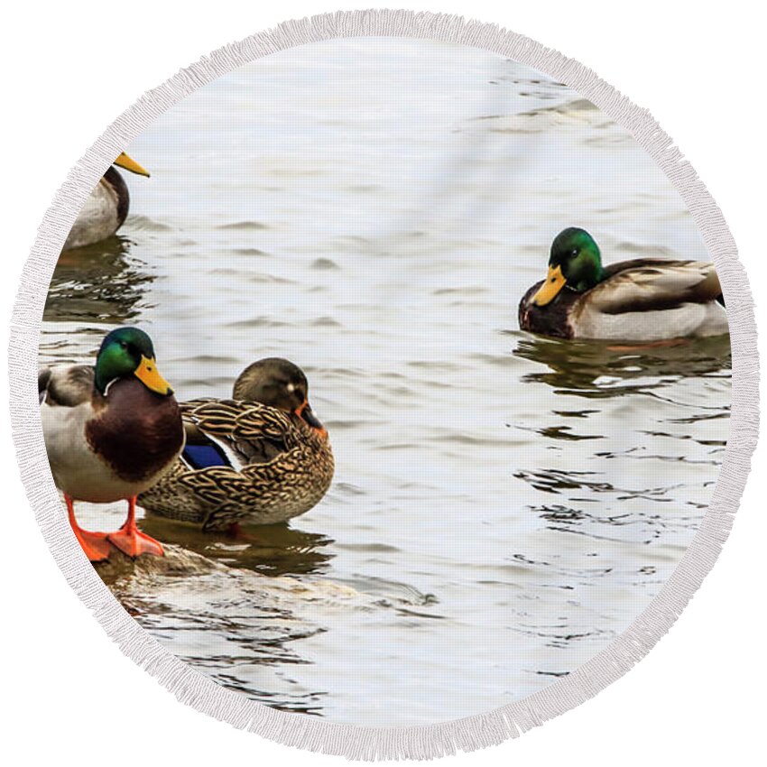 Mallard Ducks Round Beach Towel featuring the photograph Mallards In The Shallows by Ray Congrove