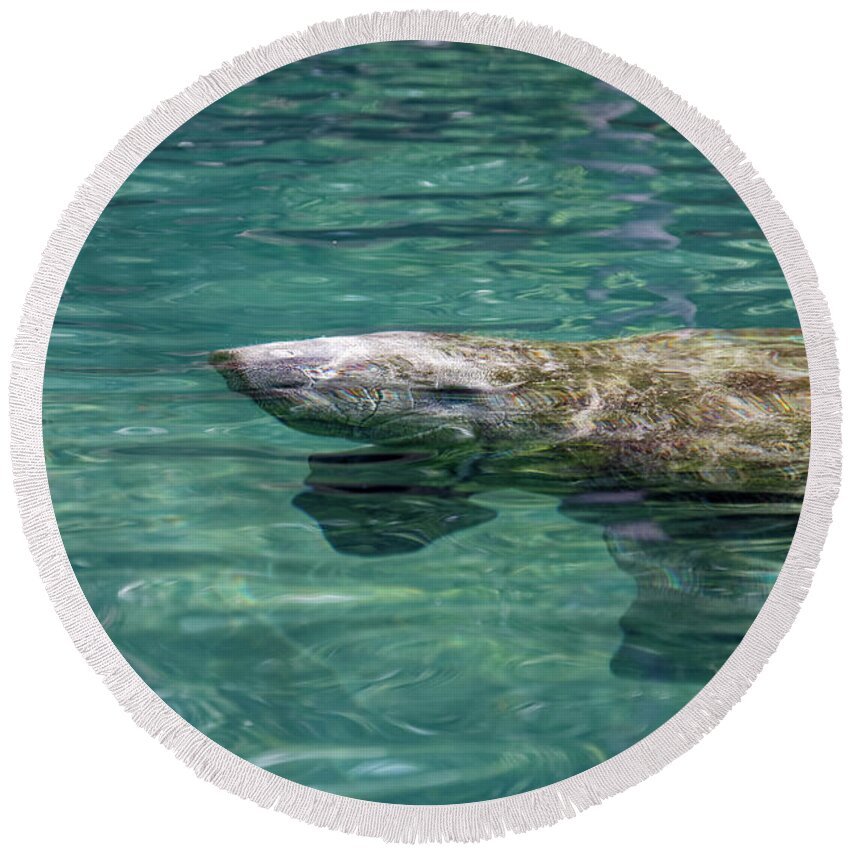 American Manatee Baby Round Beach Towel featuring the photograph Manatee Baby by Sally Weigand