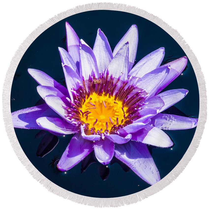 Water Lilly Round Beach Towel featuring the photograph Surounded by Charles McCleanon