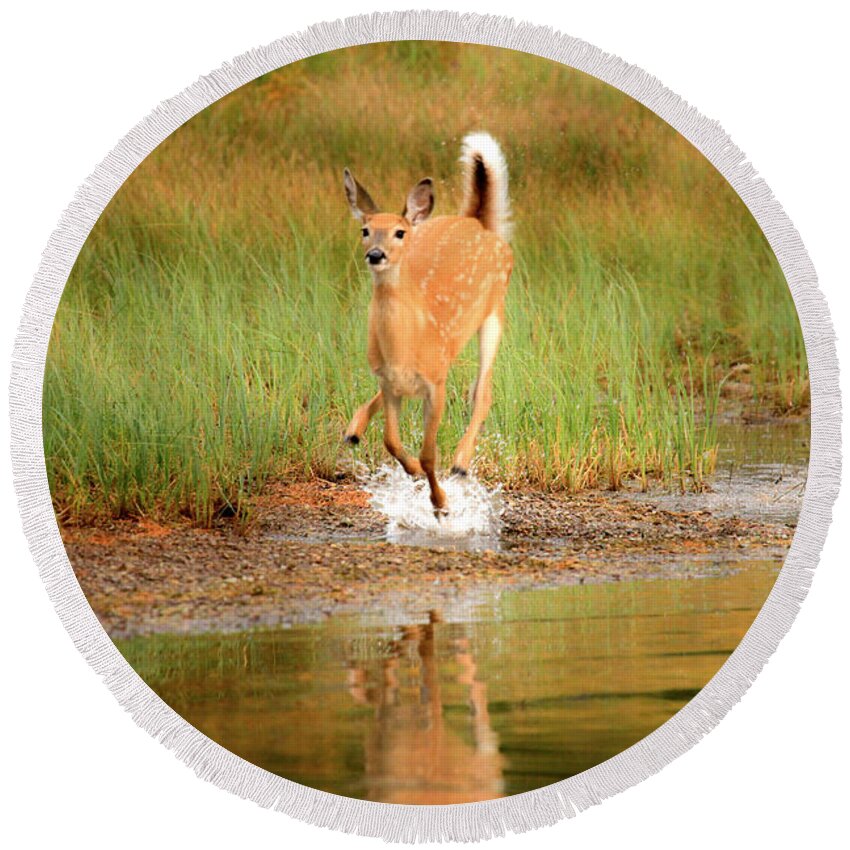 Deer Round Beach Towel featuring the photograph Off To The Races by Adam Jewell