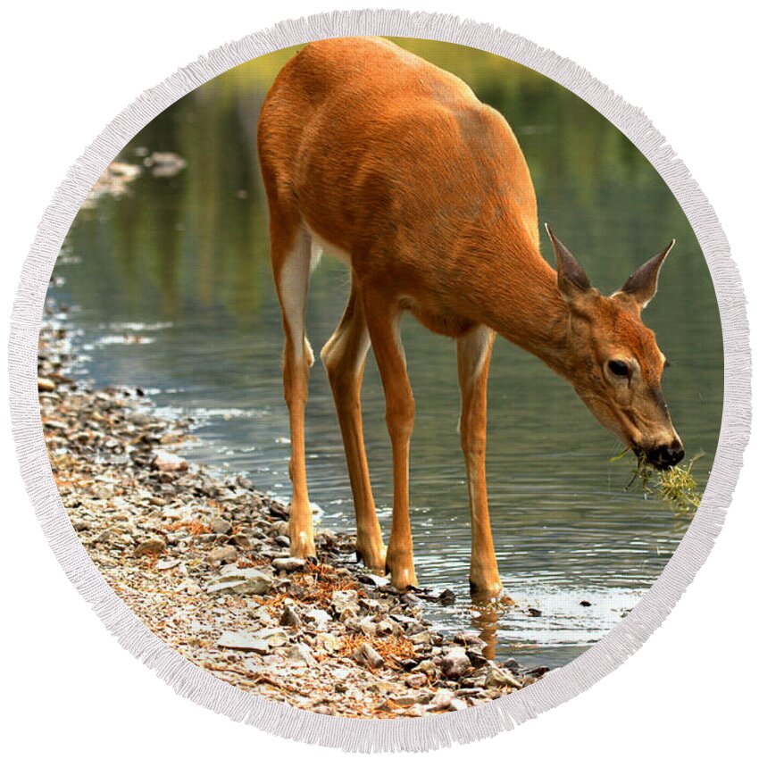 Deer Round Beach Towel featuring the photograph A Healthy Mouthful by Adam Jewell