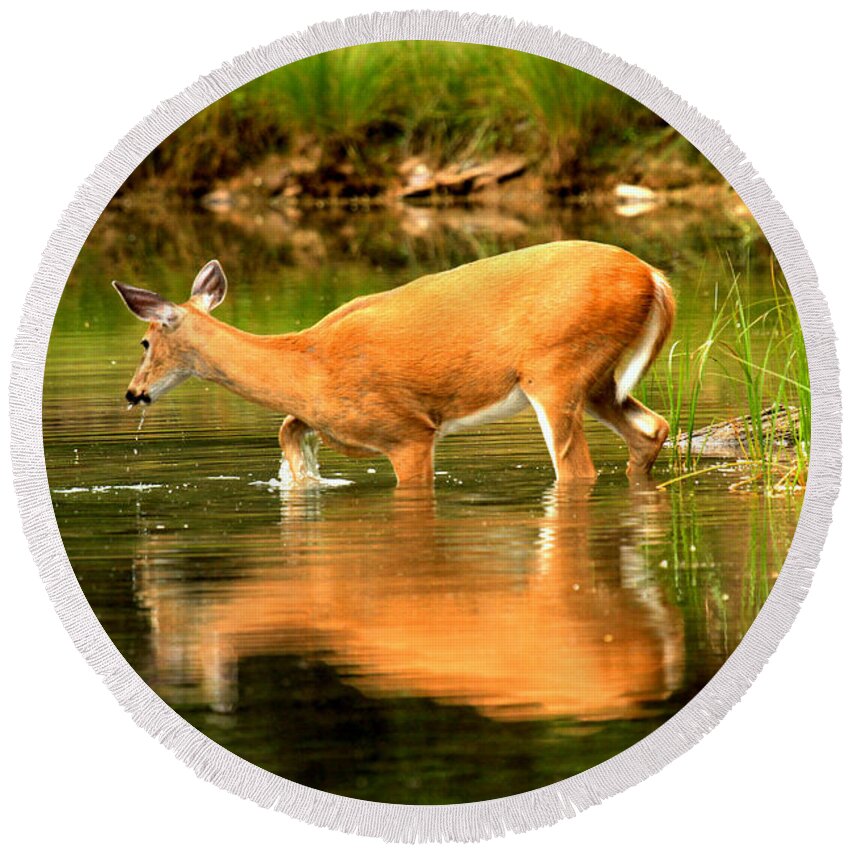 Deer Round Beach Towel featuring the photograph Wading For Dinner by Adam Jewell