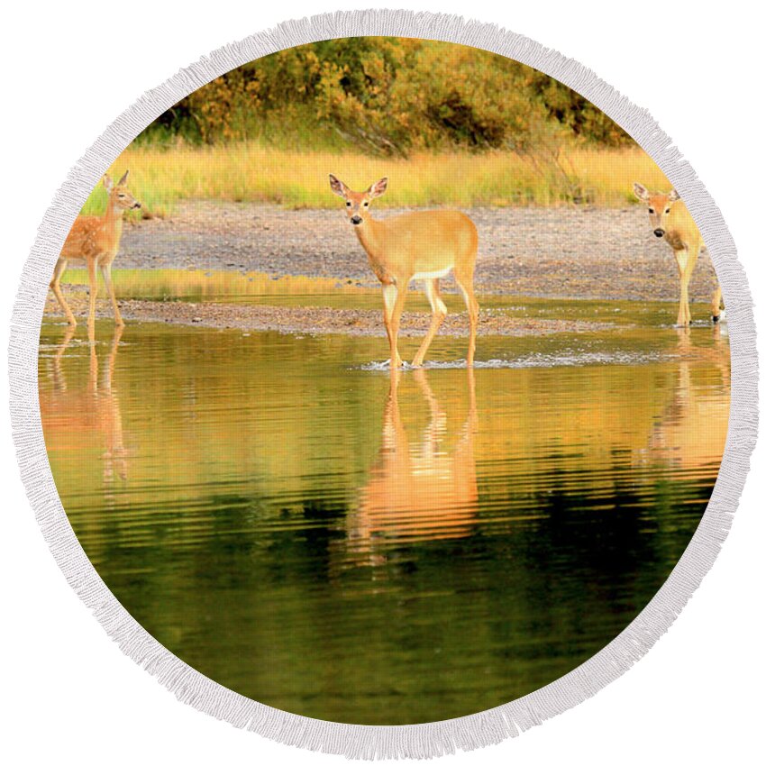 Deer Round Beach Towel featuring the photograph Wading For Dinner In Fishercap by Adam Jewell