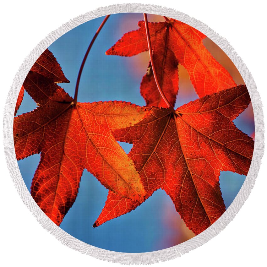 Foliage Round Beach Towel featuring the photograph Maple Leaves in the Fall by Stephen Anderson