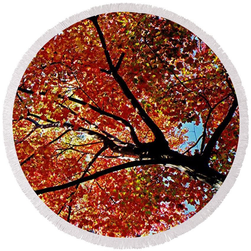 Autumn Round Beach Towel featuring the photograph Maple Tree in Autumn Glow by Juergen Roth