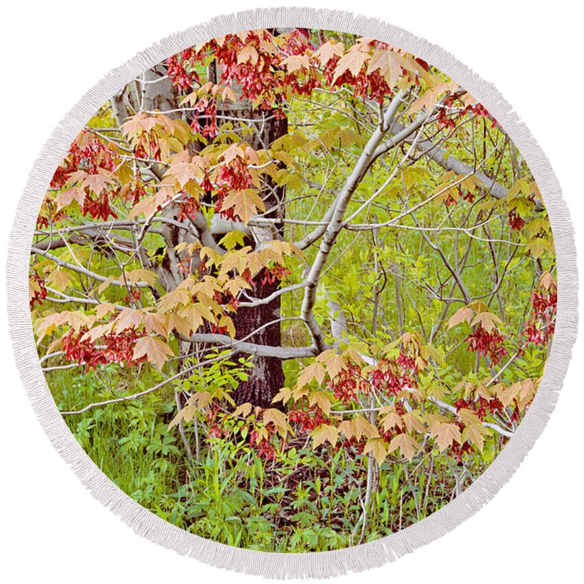 Maple Round Beach Towel featuring the photograph Maple Tree Photo by Peter J Sucy