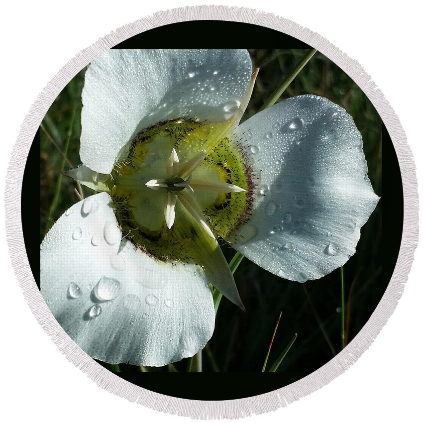Dew Round Beach Towel featuring the photograph Mariposa Dew 2 Rocky Mountain Meadow by Laura Davis