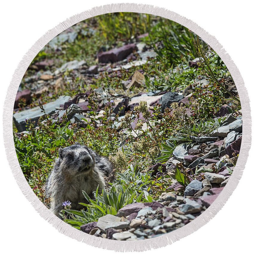 Marmot And Flower Round Beach Towel featuring the photograph Marmot and Flower by Jemmy Archer