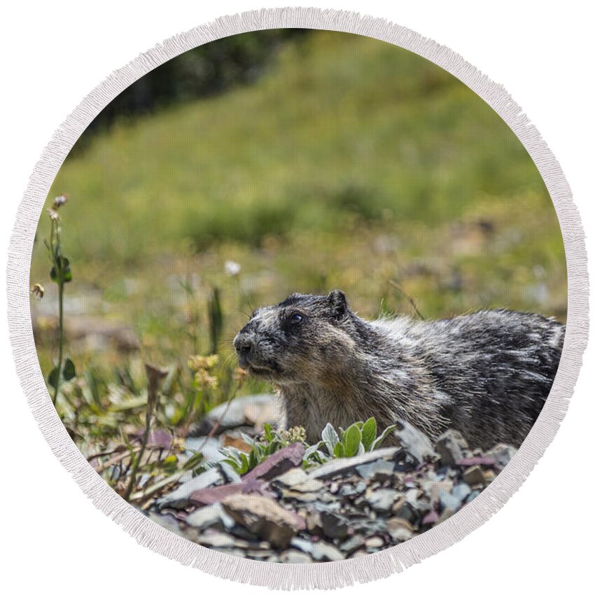 Marmot In Glacier Np Round Beach Towel featuring the photograph Marmot in Glacier NP by Jemmy Archer